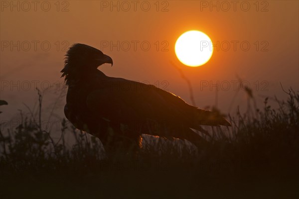 Steppe Eagle