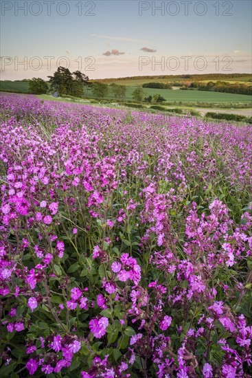 Red Campion