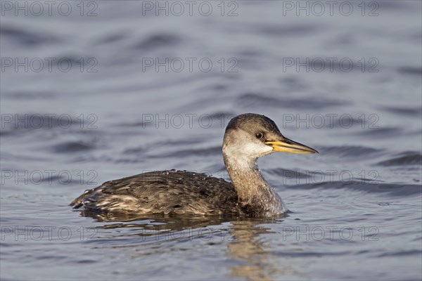 Red-necked Grebe