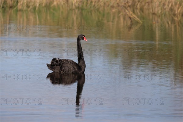 Black Swan