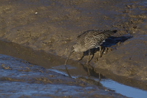 Eurasian Curlew