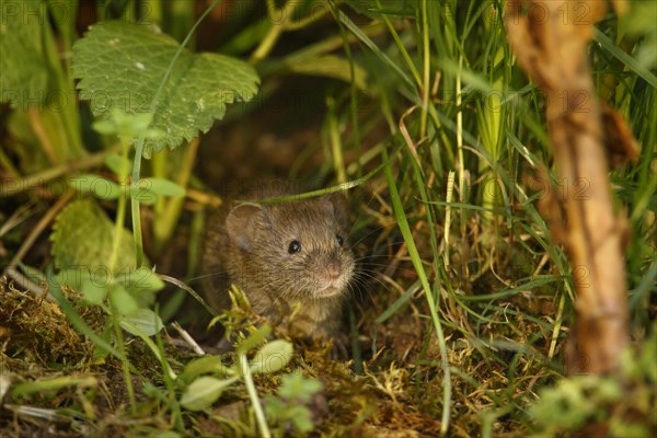 Bank Vole