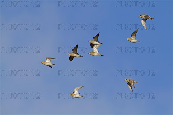 Eurasian Golden Plover