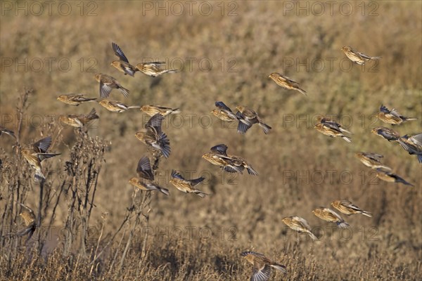 Twite