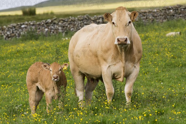 Domestic Cattle