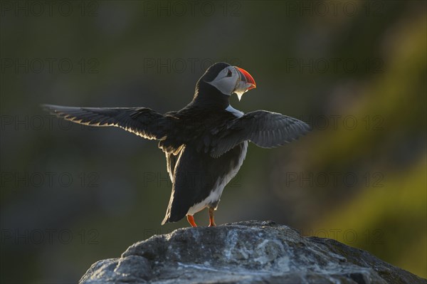 Puffin