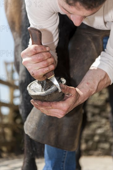 Farrier cleaning a horses hoof and cold fitting a new shoe onto the hoof. North Yorkshire