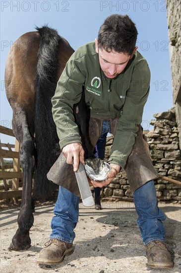 Farrier cleaning a horses hoof and cold fitting a new shoe onto the hoof. North Yorkshire