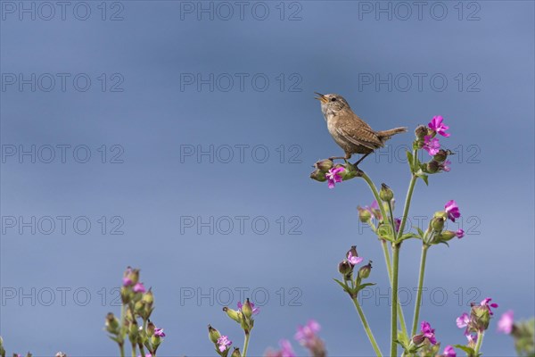 Eurasian Wren