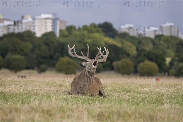 Red Deer