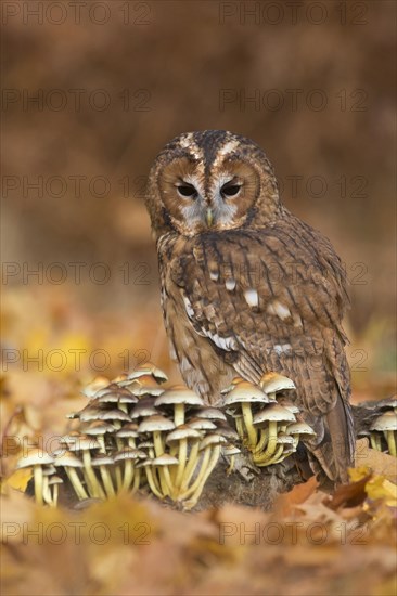 Tawny Owl