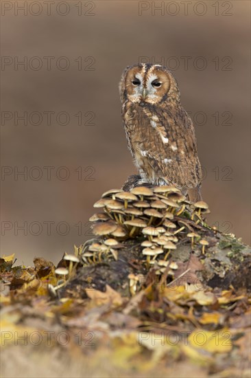 Tawny Owl