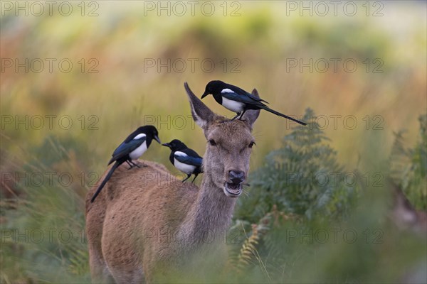 Red Deer