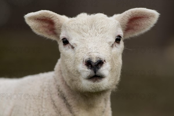 Alert Texel lambs out in pasture