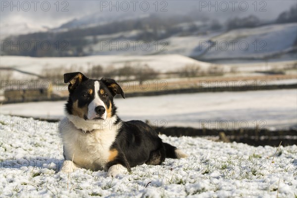 Border collie sheepdog laid in snow