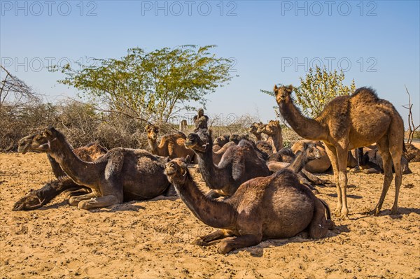 Dromedaries in the Thar Desert