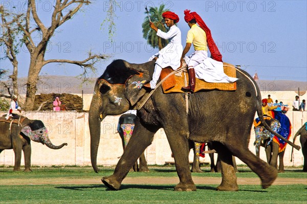 Elephant polo at Holi festival