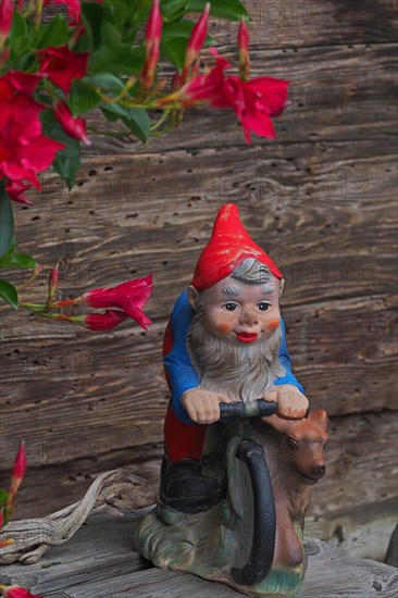 Garden gnome with dog on bicycle