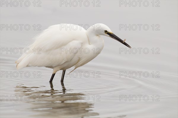 Adult Little Egret