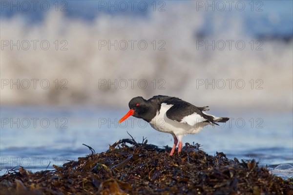 Adult Eurasian Oystercatcher