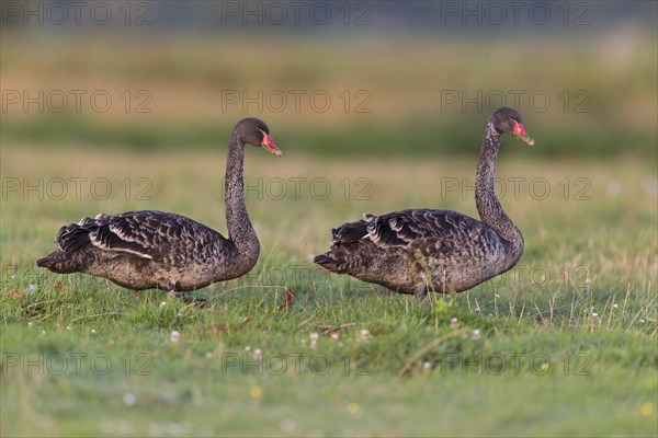 Black Swan