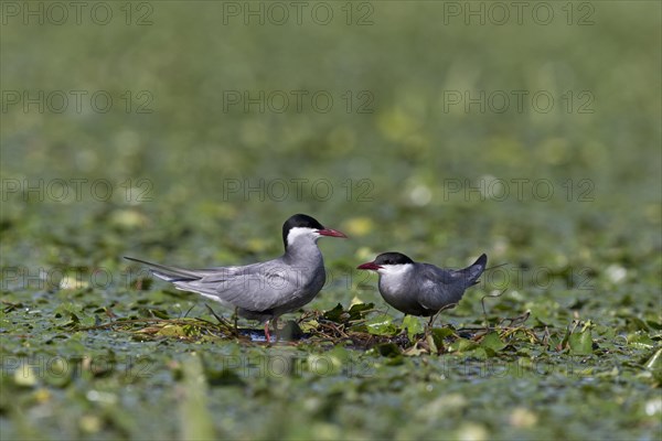 Whiskered Tern