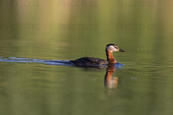 Red-Necked Grebe