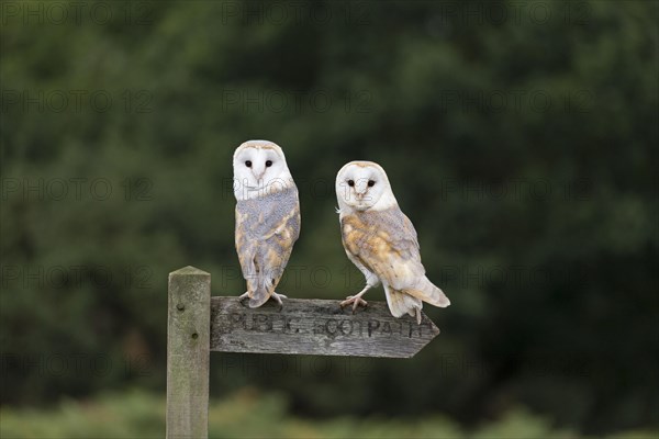 Barn Owl