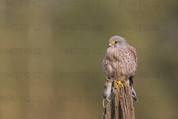 Common Kestrel