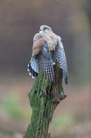 Common Kestrel