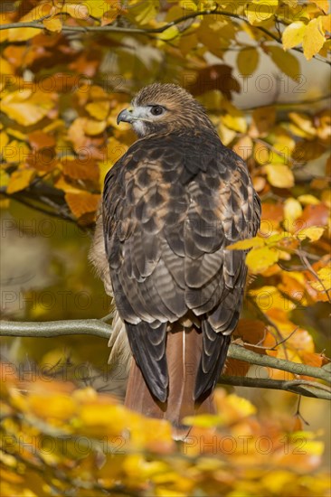 Red-tailed Hawk