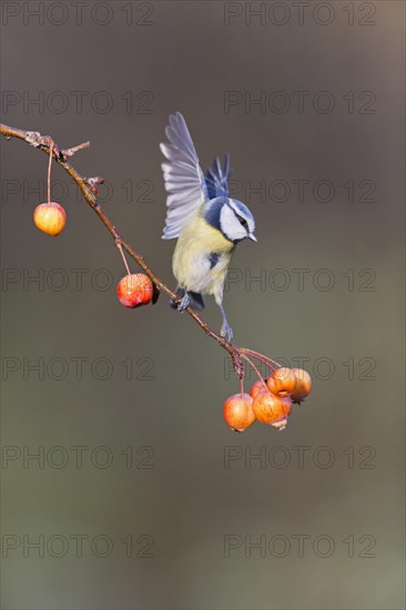 Blue Tit