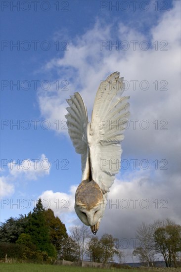 Barn Owl