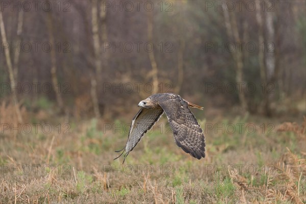 Red-tailed Hawk