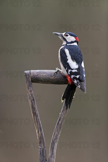 Great Spotted Woodpecker