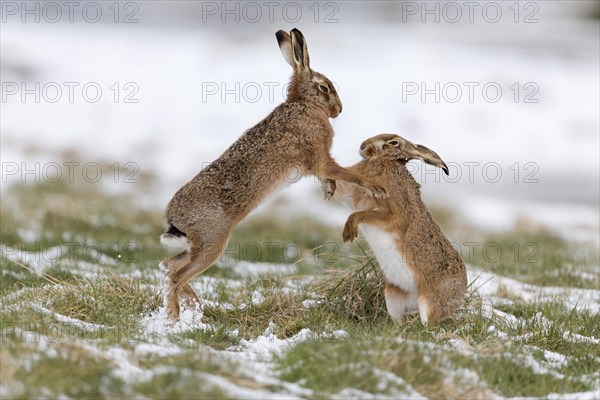 European Hare