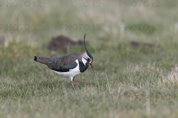 Northern Lapwing