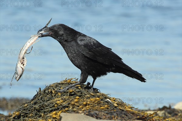 Carrion Crow