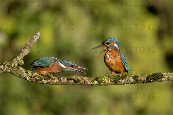 Common Kingfisher