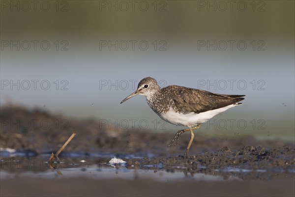 Green Sandpiper