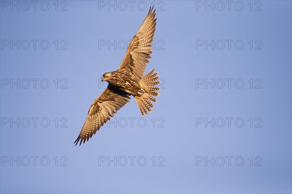 Saker Falcon