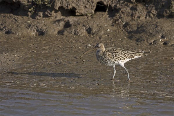 Eurasian Curlew