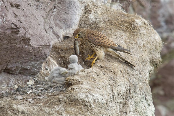 Common Kestrel