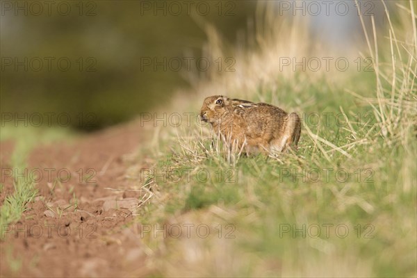 European Hare