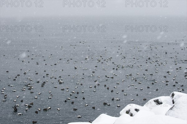 Common Eider