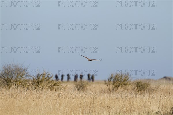 Western Marsh Harrier