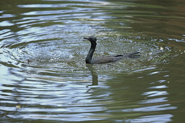 Indian Cormorant