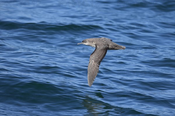 Balearic Shearwater