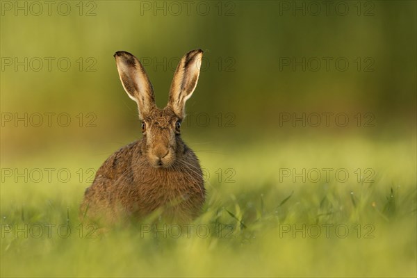 European Hare