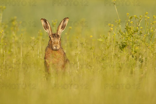 European Hare